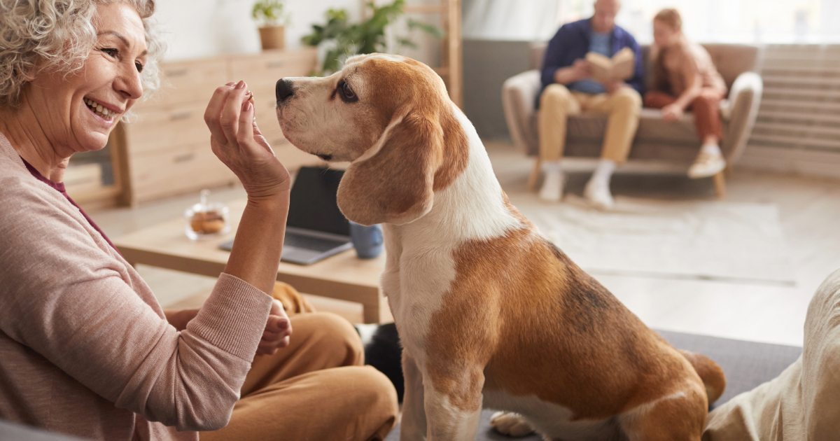 dog training in Ladysmith