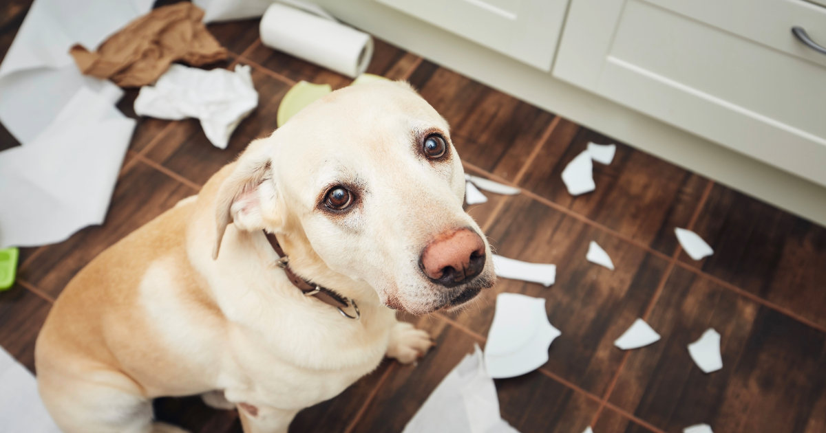 The Truth About Ignoring Bad Dog Behavior