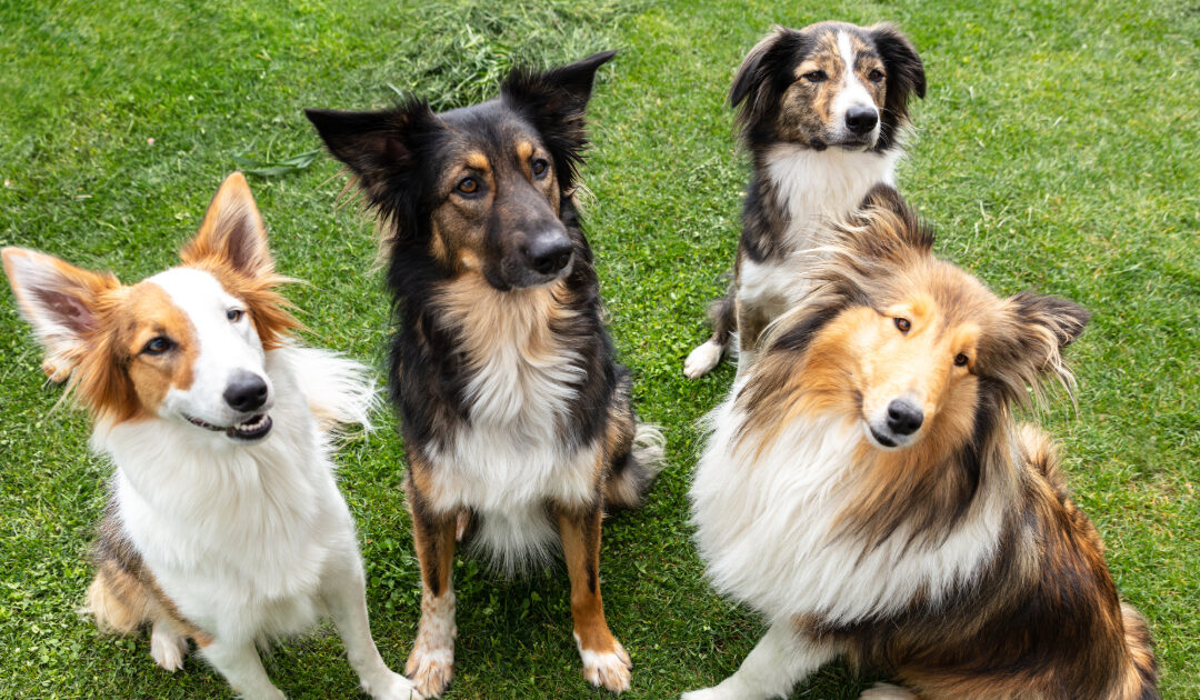 How to Choose a Dog: Purebreds Need Rescue Too