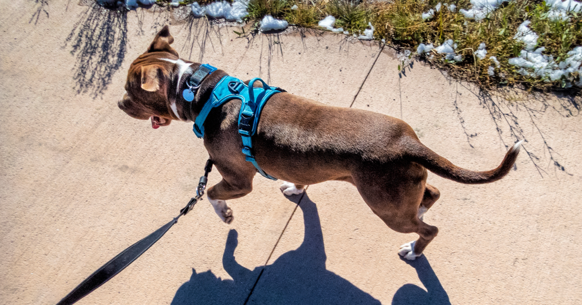 Dog Training Equipment: How to Choose the Right Tools for Your Dog