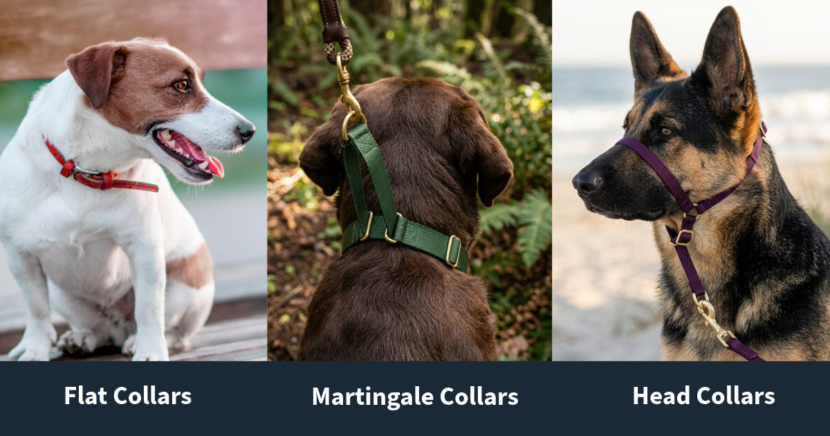 dog walking equipment