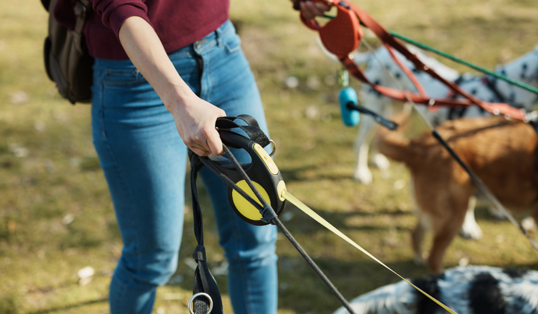 Types of Dog Leashes: Pros, Cons, and How to Choose the Right One