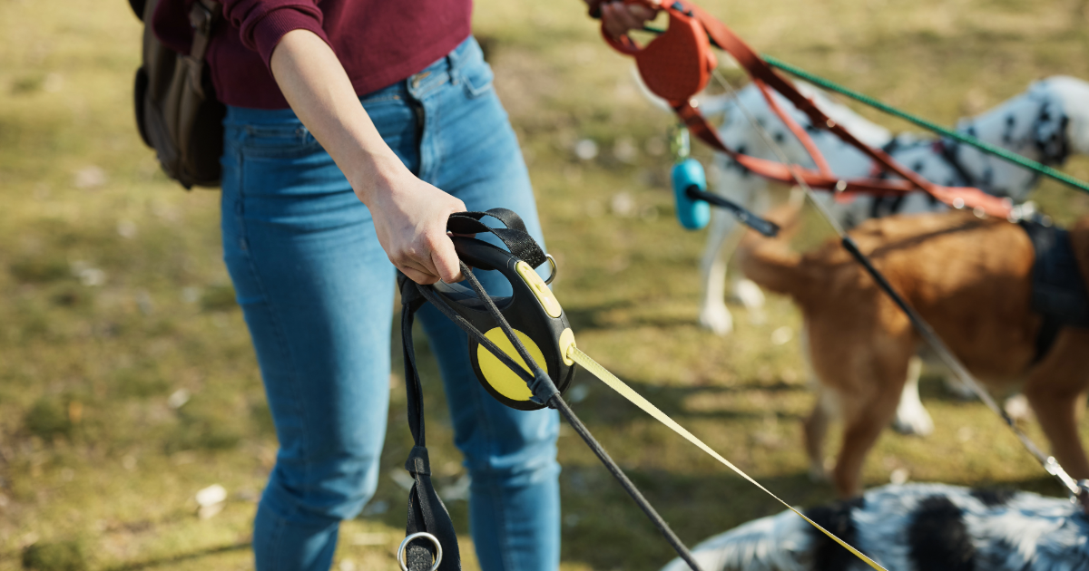 dog leashes dog leashes